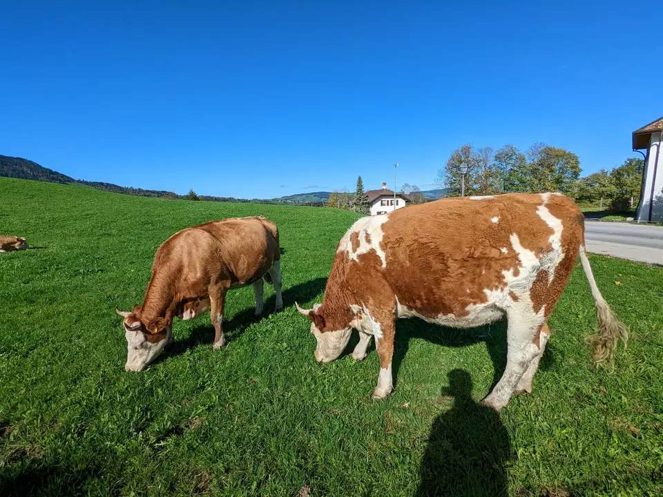 Two cows out on the pasture below the village