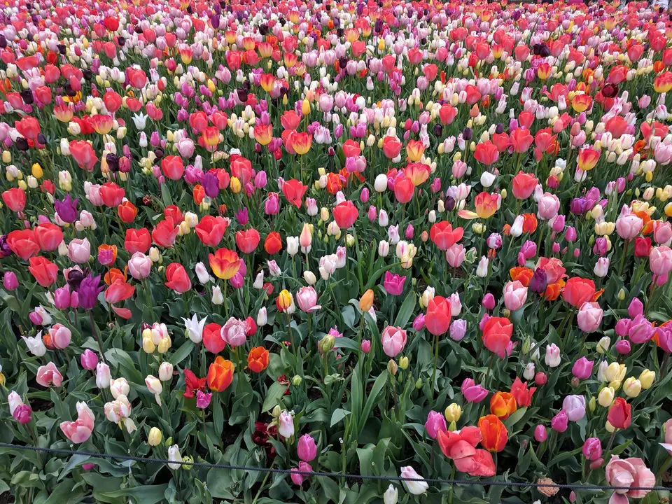 A bed of mixed tulips in full color