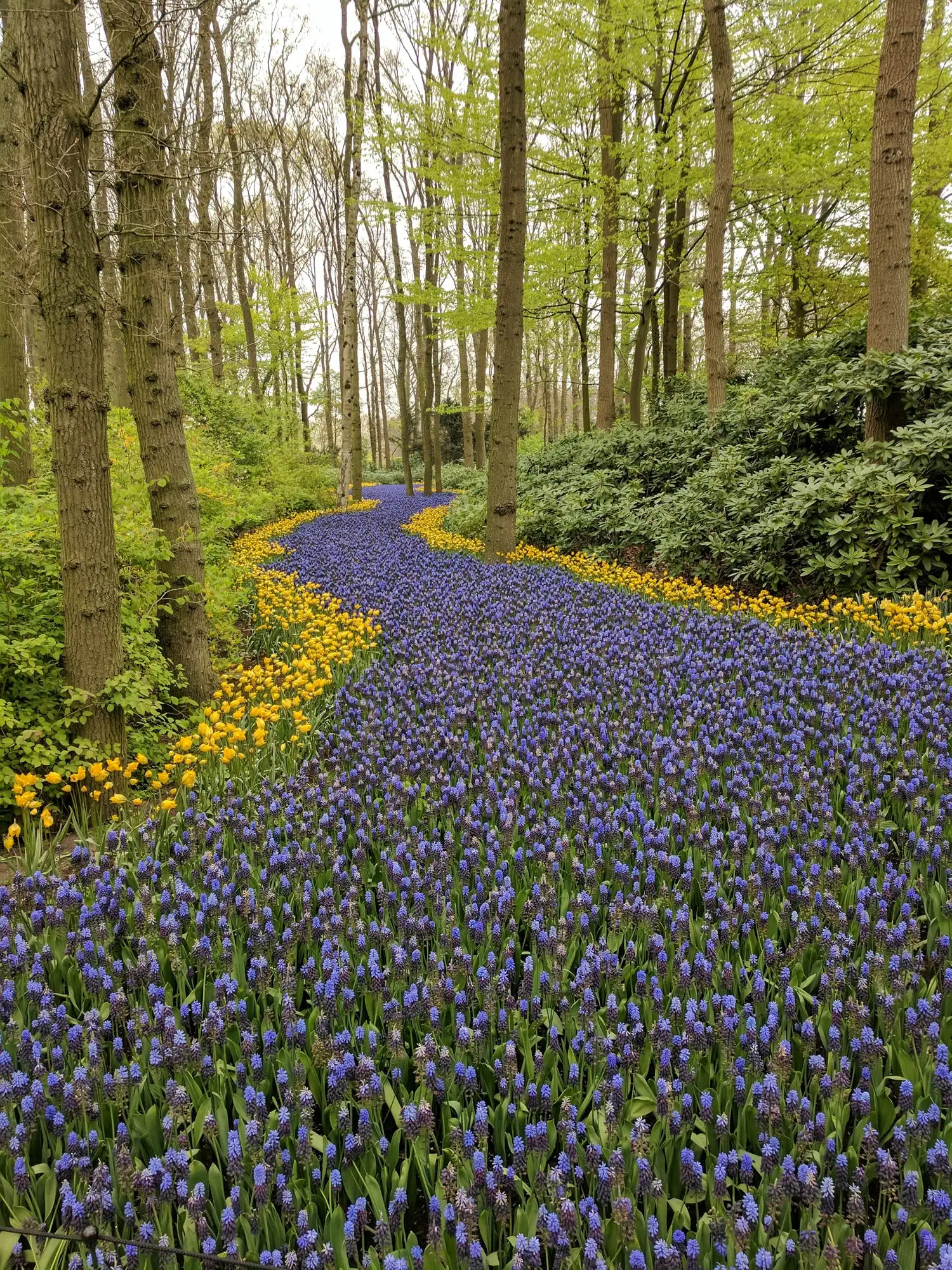 Keukenhof, Netherlands