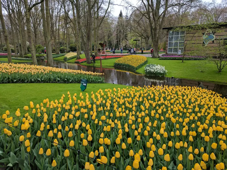 Yellow tulips massed along the path