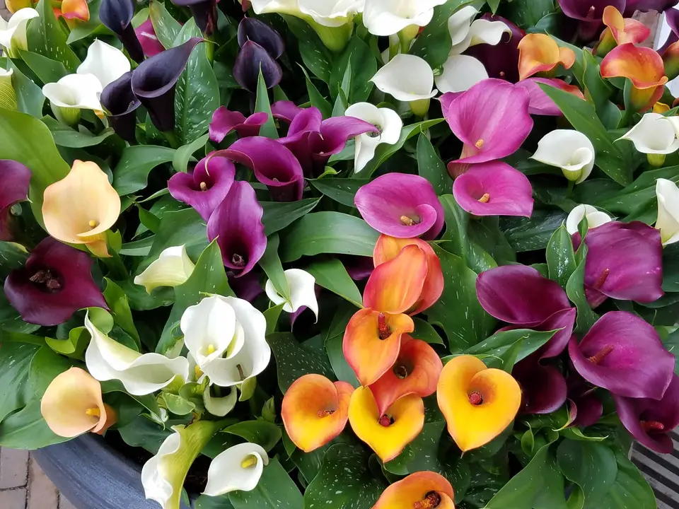 Calla lilies in one of the pavilions