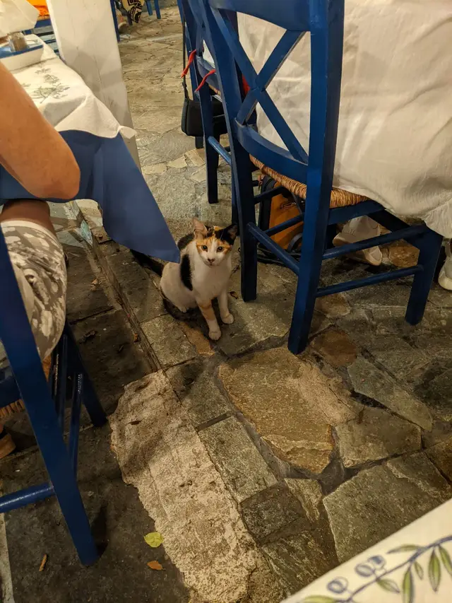 A cat waiting under the taverna chairs